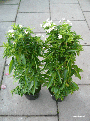 Solanum jasminoides wit 9,99 Solanum jasminoides wit 9,99