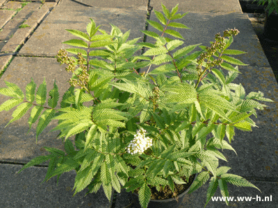 Sorbaria 'Sem' Sorbaria 'Sem'