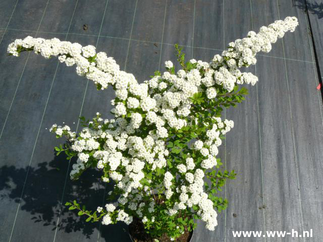 Spiraea nipponica 'Snowmound' pot 2 liter 3.99 7.5 liter. 9.99 Spiraea nipponica 'Snowmound' pot 2 liter 3.99 7.5 liter. 9.99