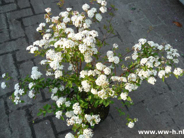 Spiraea vanhouttei 5liter pot 6.99 Spiraea vanhouttei 5liter pot 6.99