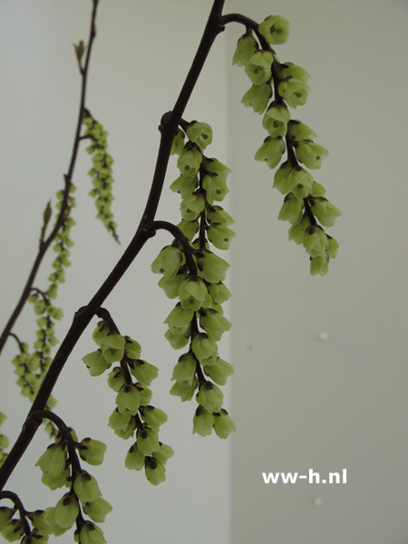 Stachyurus chinensis ' Celina ' Stachyurus chinensis ' Celina '