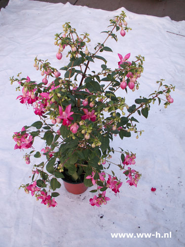 Fuchsia 9,99 Fuchsia 9,99