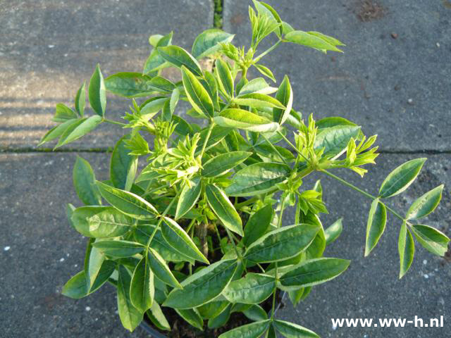Staphylea colchica pot 2 liter 3.99 Staphylea colchica pot 2 liter 3.99