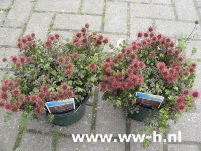 Stekelnootje Acaena microphylla 'Kupferteppich' 2 99 Stekelnootje Acaena microphylla 'Kupferteppich' 2 99