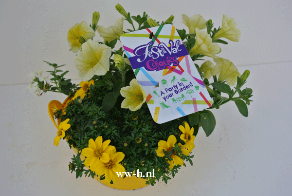 Plantebakje Festival 6,99 Plantebakje Festival 6,99