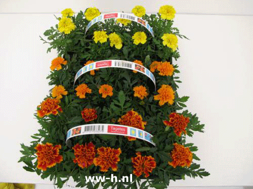 Tagetes patula nana soorten clayette 10 stuks 1.99 ; 3 voor 5,00 Tagetes patula nana soorten clayette 10 stuks 1.99 ; 3 voor 5,00