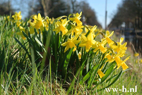 Narcissus 'Tete a Tete' 0,20 Narcissus 'Tete a Tete' 0,20