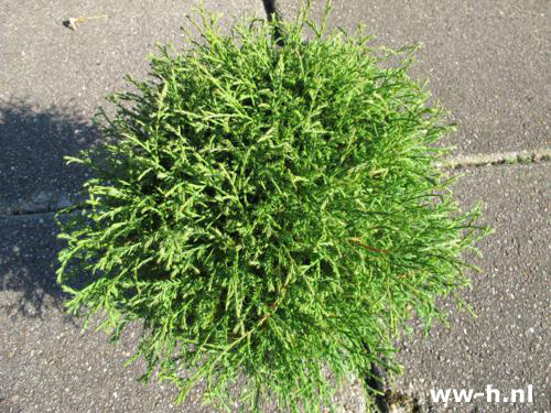 Thuja occidentalis 'Mr Bowling Ball' Pot 4L 6.99 Thuja occidentalis 'Mr Bowling Ball' Pot 4L 6.99