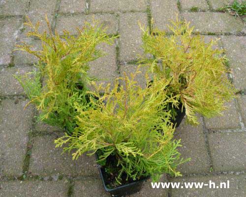 Thuja occidentalis 'Rheingold' pot 9 cm 0.99 Thuja occidentalis 'Rheingold' pot 9 cm 0.99