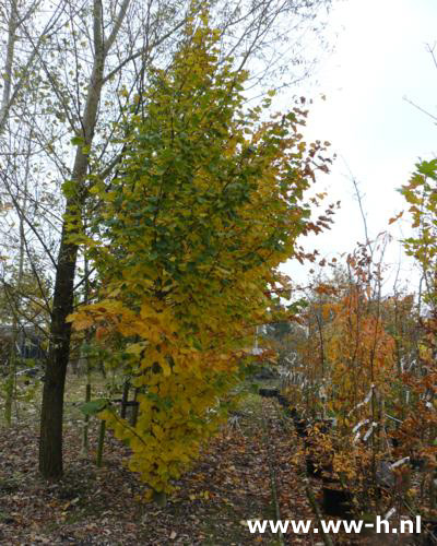 Tilia platyphyllos Rubra Linde Tilia platyphyllos Rubra Linde