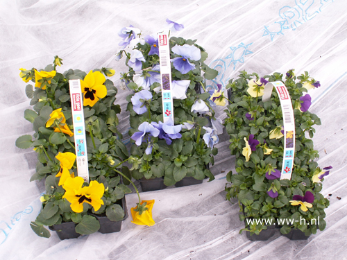 Viooltjes 10 stuks in tray 1,99 ; 3 tray 5,00 Viooltjes 10 stuks in tray 1,99 ; 3 tray 5,00