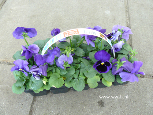 Viooltjes blauw 10 stuks in tray 1,99 ; 3 tray 5,00 Viooltjes blauw 10 stuks in tray 1,99 ; 3 tray 5,00