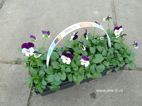 Viooltjes 10 stuks in tray 1,99 ; 3 tray 5,00 Viooltjes 10 stuks in tray 1,99 ; 3 tray 5,00