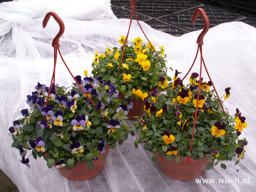 Violen in hangpot v.a. 4,99 Violen in hangpot v.a. 4,99