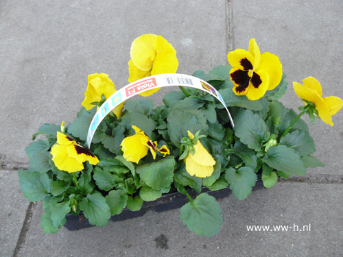 Violen geel 10 stuks in tray 1,99 ; 3 tray 5,00 Violen geel 10 stuks in tray 1,99 ; 3 tray 5,00