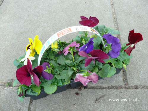 Violen gemengd 10 stuks in tray 1,99 ; 3 tray 5,00 Violen gemengd 10 stuks in tray 1,99 ; 3 tray 5,00