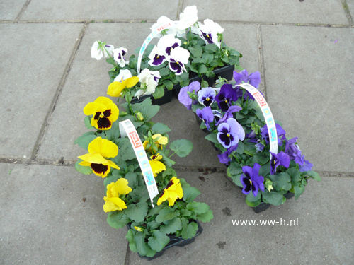 Viooltjes 10 stuks in tray 1,99 ; 3 tray 5,00 Viooltjes 10 stuks in tray 1,99 ; 3 tray 5,00