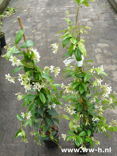 Trachelospermum jasminoides - Klik op de afbeelding om het venster te sluiten