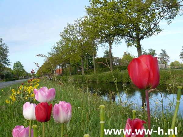 Tulpen in soorten 0,20 Tulpen in soorten 0,20