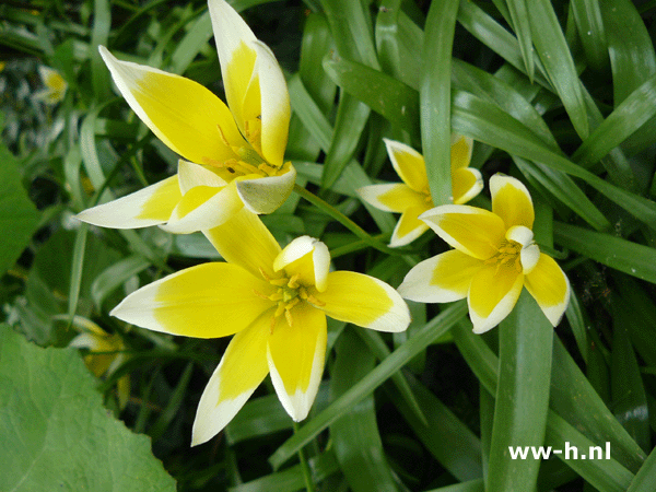 Tulipa tarda 0.10 Tulipa tarda 0.10