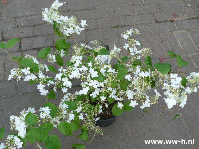 Viburnum 'Shasta' 7.50 Viburnum 'Shasta' 7.50