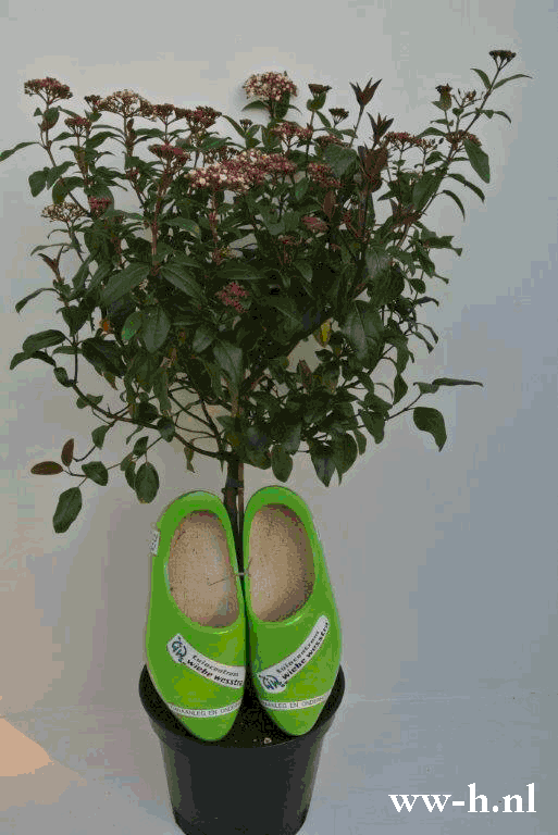 Viburnum Tinus 'Purpureum' grote plant op korte stam 13.99 Viburnum Tinus 'Purpureum' grote plant op korte stam 13.99