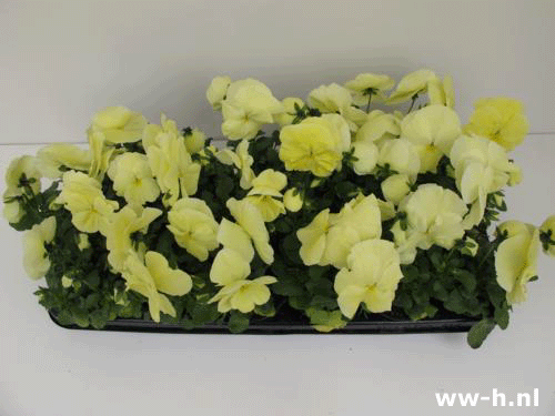 Viola wittrockiana geel 0,45 Viola wittrockiana geel 0,45