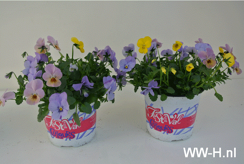 Viola festival gemengd 1,50 ; volle doos 8 a 1, 25 = 10,00 Viola festival gemengd 1,50 ; volle doos 8 a 1, 25 = 10,00