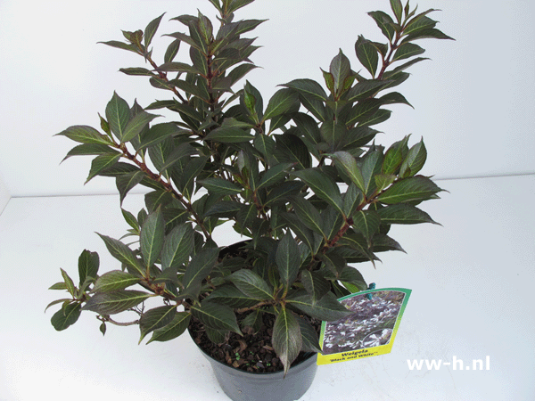 Weigela BLACK AND WHITE Weigela BLACK AND WHITE