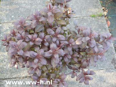 Weigela florida MINOR BLACK 5,99 Weigela florida MINOR BLACK 5,99