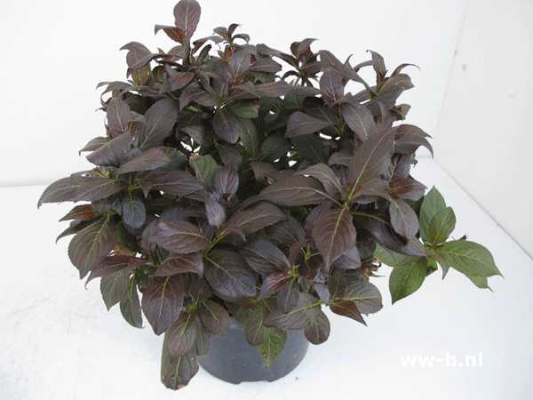 Weigela florida MINOR BLACK 5,99 Weigela florida MINOR BLACK 5,99