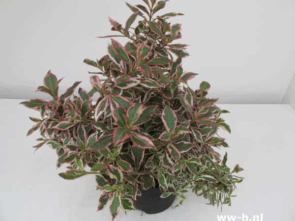 Weigela florida MONET ( 'Verweig') Dwarf Group 5,99 Weigela florida MONET ( 'Verweig') Dwarf Group 5,99