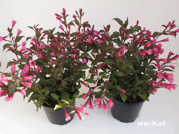 Weigela florida 'Nana Purpurea' Purpurea Group 3.99 Weigela florida 'Nana Purpurea' Purpurea Group 3.99
