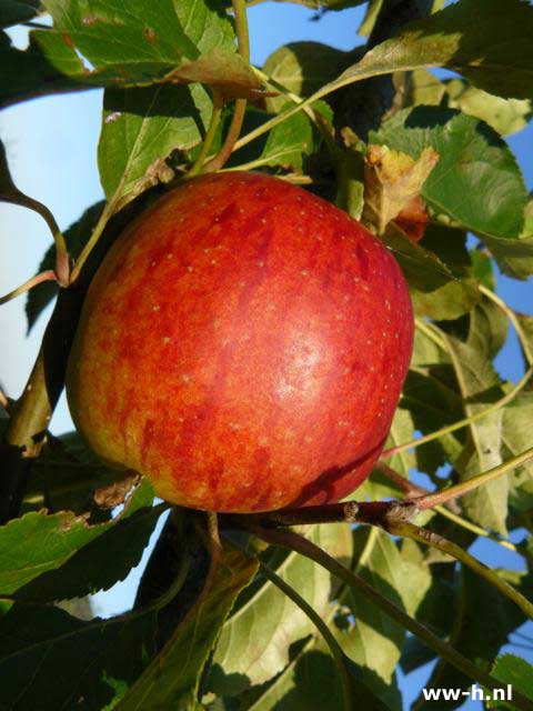 Fruitbomen in halfstam appel, peer, pruim, kers enz v.a. 13,99 - Klik op de afbeelding om het venster te sluiten