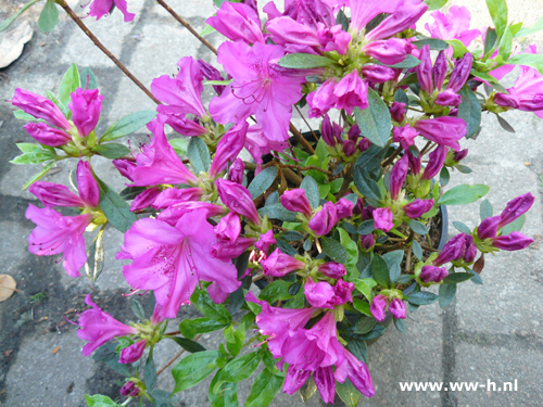 Rhodondendron ( Japanse Azalea ) v.a 4,99 Rhodondendron ( Japanse Azalea ) v.a 4,99