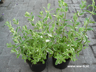 Bonte munt 2,99 Bonte munt 2,99