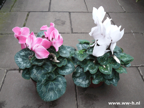 Cyclamen Cyclamen