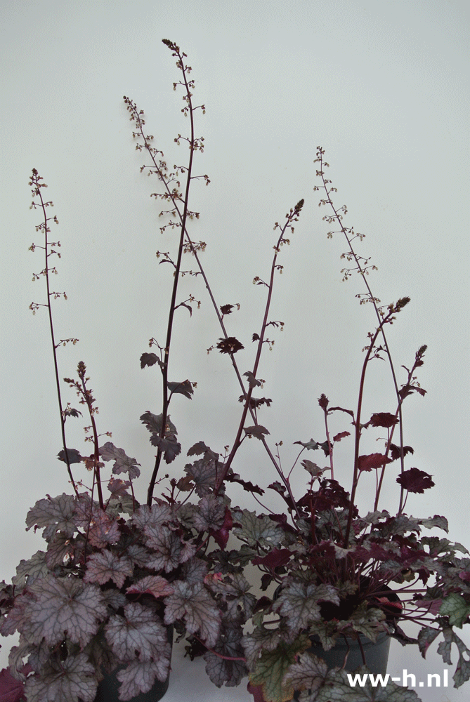 Heuchera 2,99 Heuchera 2,99