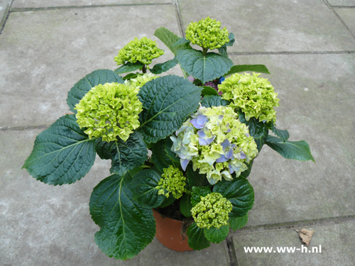 Hortensia 4,99 Hortensia 4,99