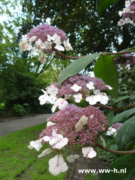 Hydrangea aspera 'Macrophylla' Hydrangea aspera 'Macrophylla'