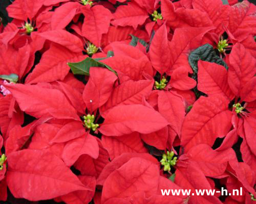 Kerststerren v.a. 1,00 Kerststerren v.a. 1,00