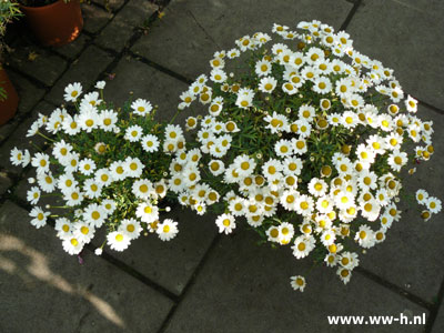 Margriet groot Margriet groot