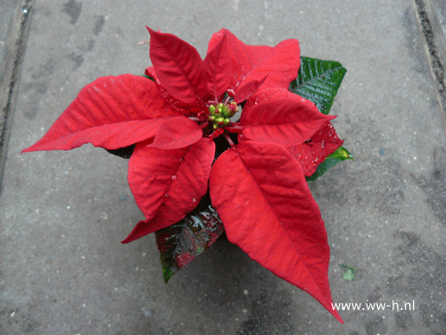 Kerstster Mini 1,25 ; 3 voor 3,00 Kerstster Mini 1,25 ; 3 voor 3,00