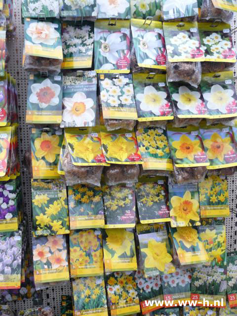 Bloembollen assortiment Narcis Bloembollen assortiment Narcis