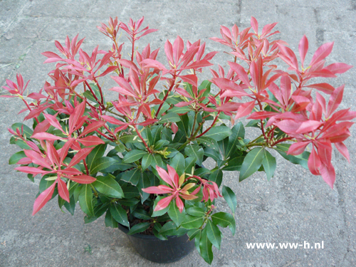 Pieris ' Mountain Fire ' Pieris ' Mountain Fire '