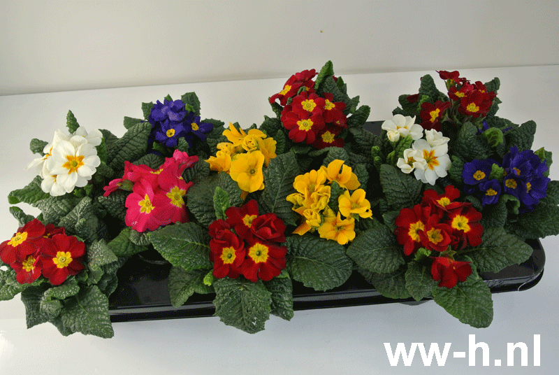Primula 0,99 - 3 voor 2,50 Volle doos 12 st .a 0,65 = 7,80 Primula 0,99 - 3 voor 2,50 Volle doos 12 st .a 0,65 = 7,80