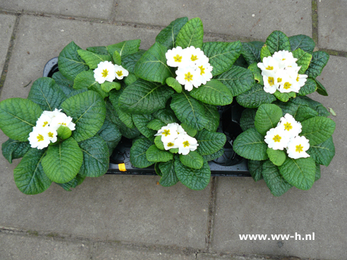 Primula 0,99 - 3 voor 2,50 Volle doos 12 st .a 0,65 = 7,80 Primula 0,99 - 3 voor 2,50 Volle doos 12 st .a 0,65 = 7,80