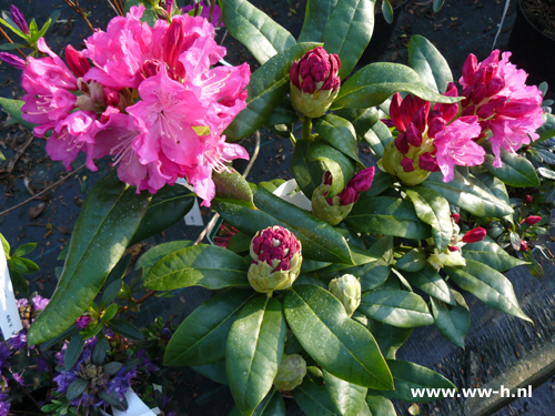 Rhodondendron 'Cosmopolitan' v.a. 8,99 Rhodondendron 'Cosmopolitan' v.a. 8,99