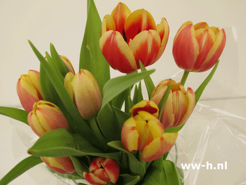 Tulpen bos 2,99 ; 2 voor 5,00 - Klik op de afbeelding om het venster te sluiten