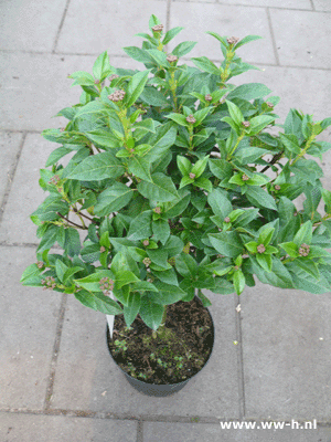 Viburnum tinus 15,00 Viburnum tinus 15,00